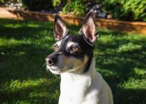 Toy Fox Terrier cachorro