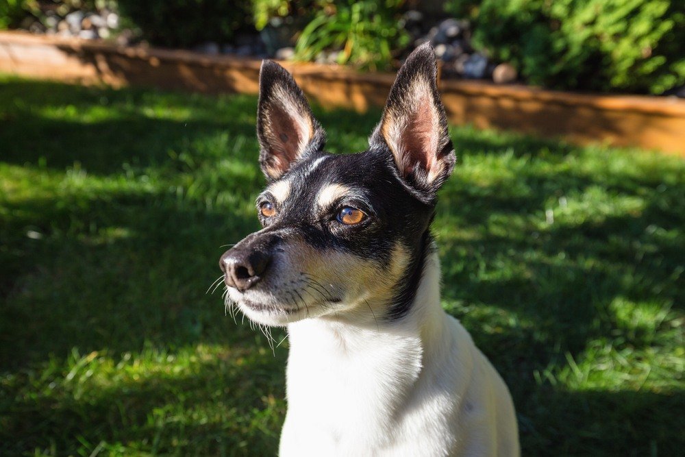 Toy Fox Terrier cachorro