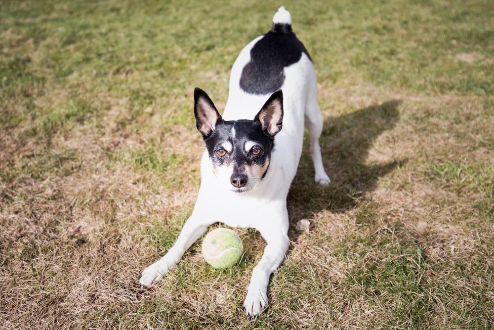 Toy Fox Terrier