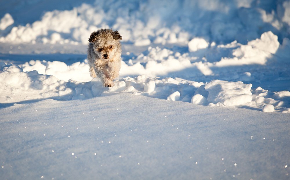 Yorkiepoo correndo