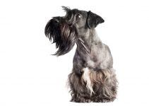 Terrier checo cachorro