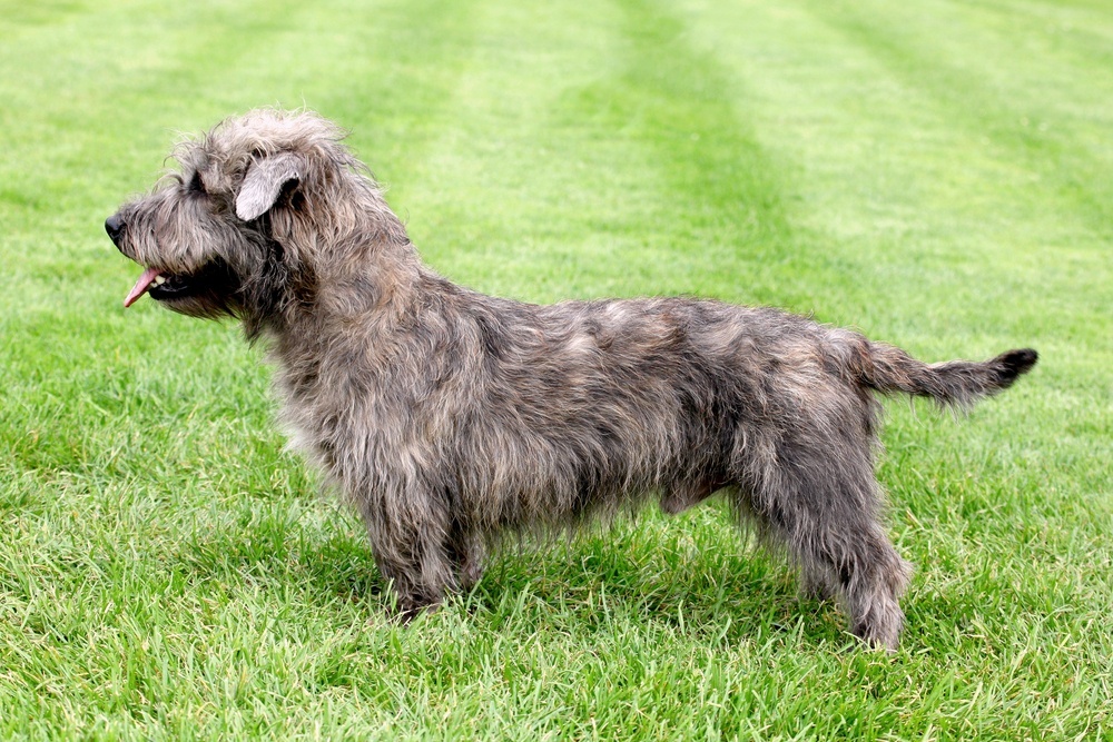 Glen terrier cachorro