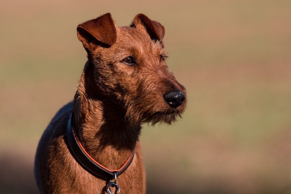 Terrier irlandês cão