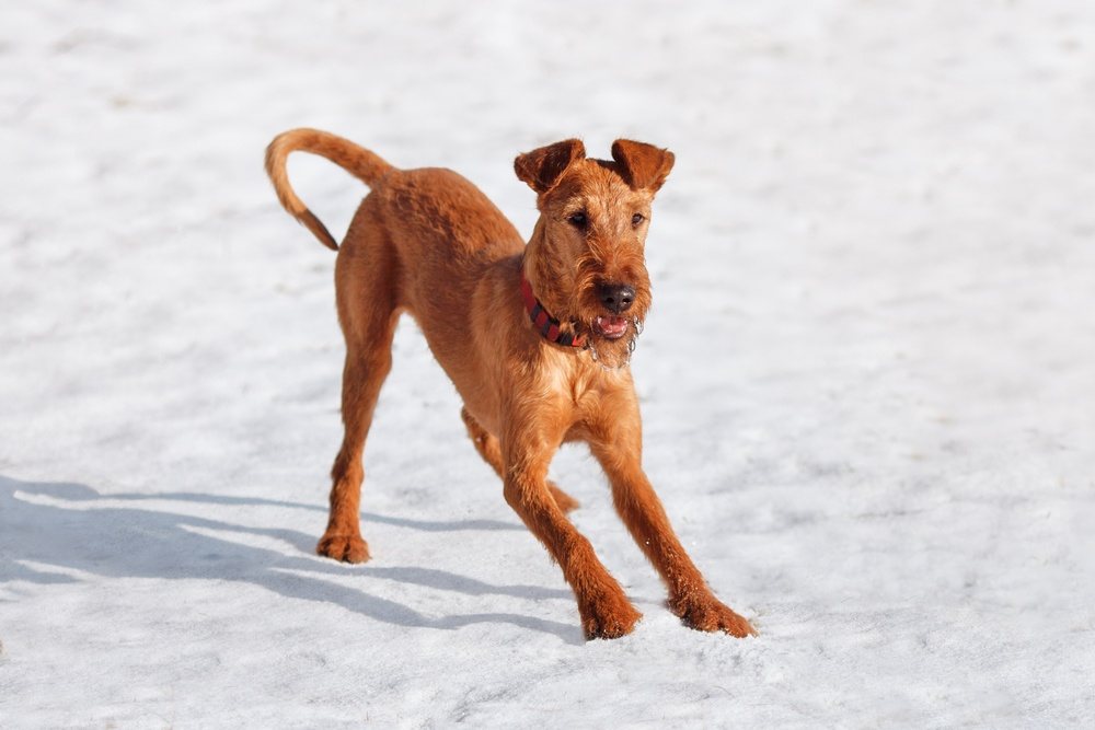 Terrier irlandês