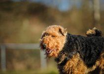 Welsh Terrier cão