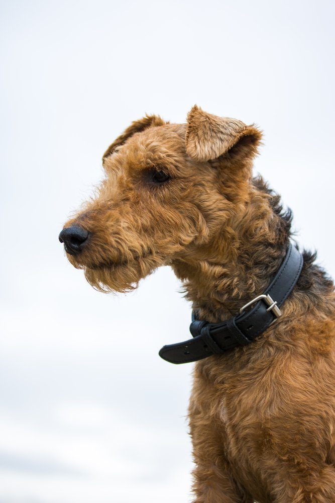 Welsh terrier