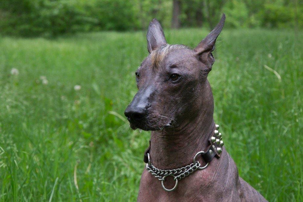 Xoloitzcuintli cão