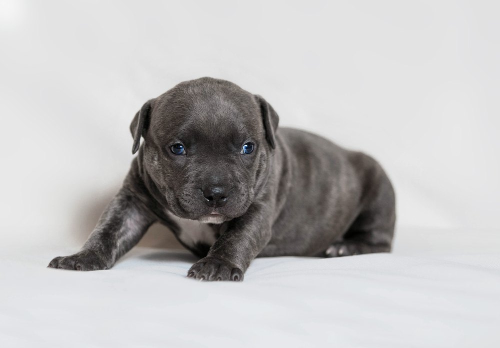 American Bully filhote