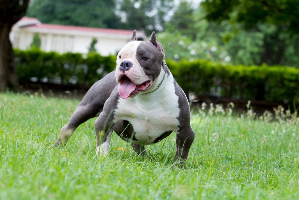 American Bully cão