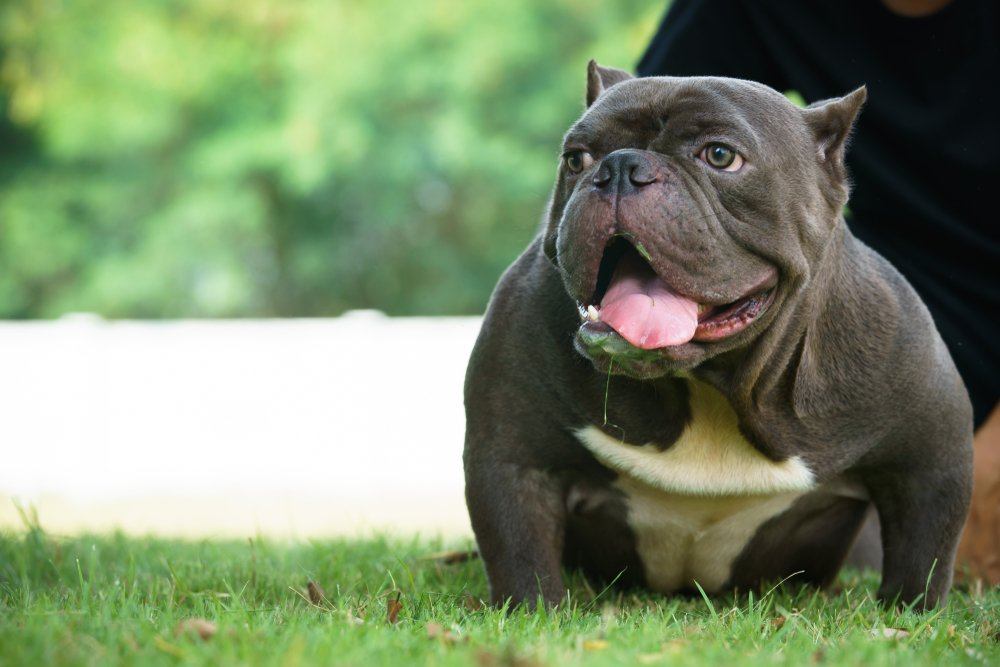 American Bully