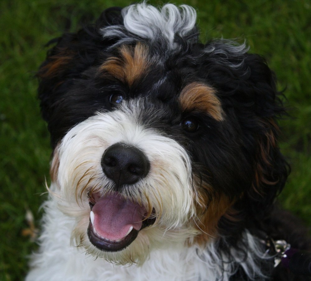 Bernedoodle filhote