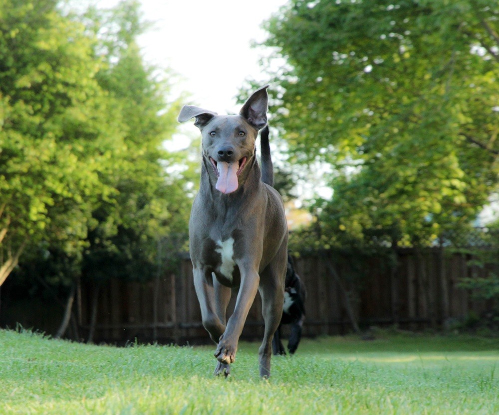 Blue Lacy cão