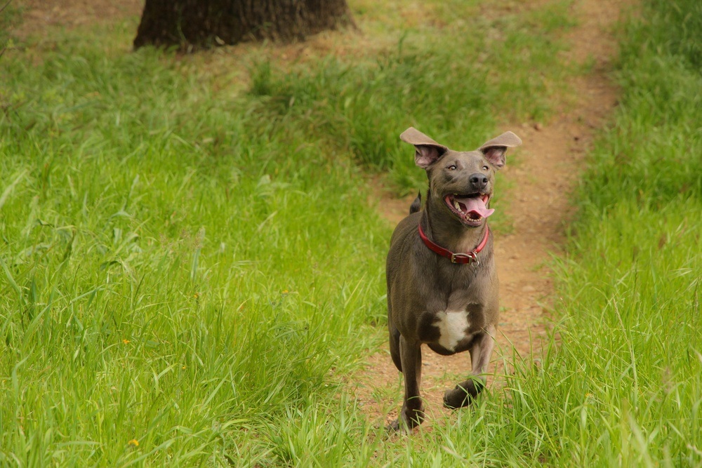 Blue Lacy cachorro