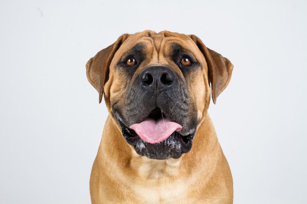 Boerboel cão