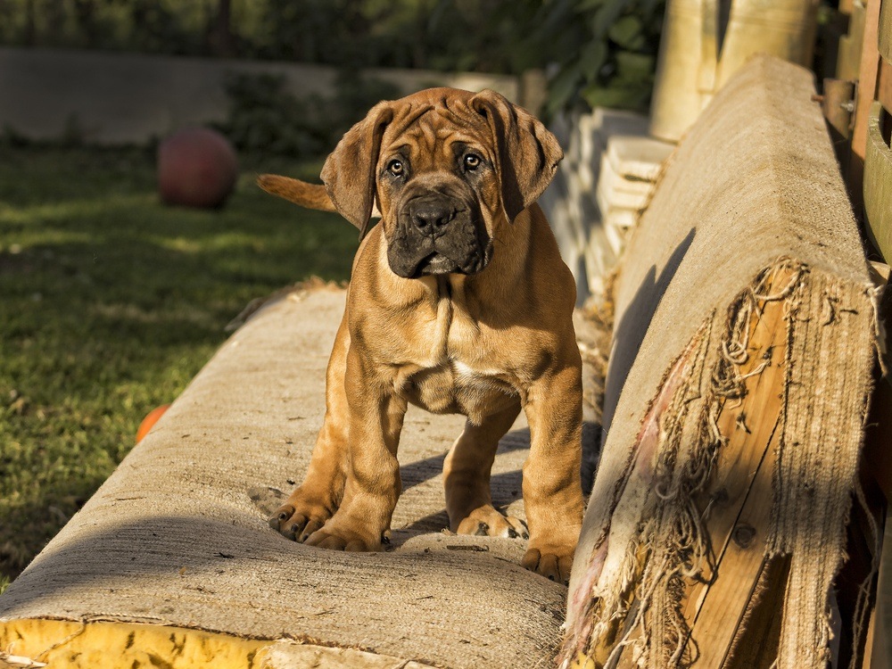 Boerboel filhote