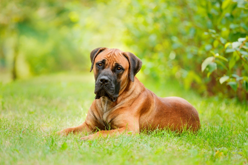 Boerboel cachorro