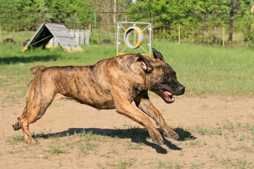 Boerboel