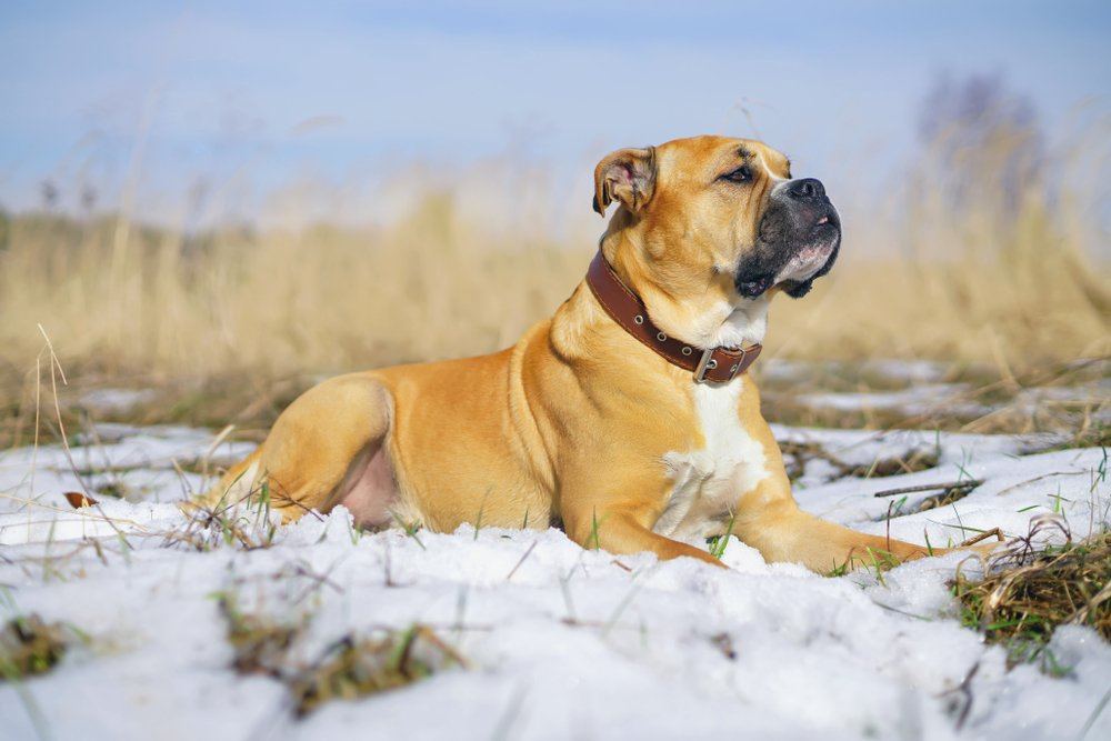 Cão de presa maiorquino deitado