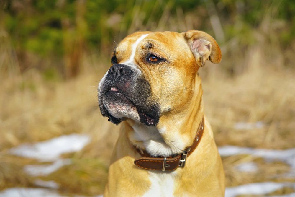 Cão de presa maiorquino