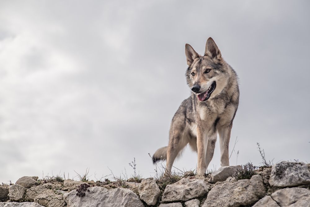 Cão lobo cachorro