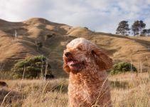 Cavoodle cão
