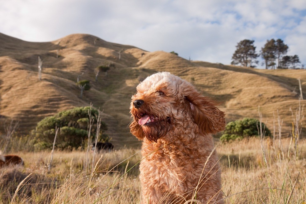 Cavoodle cão