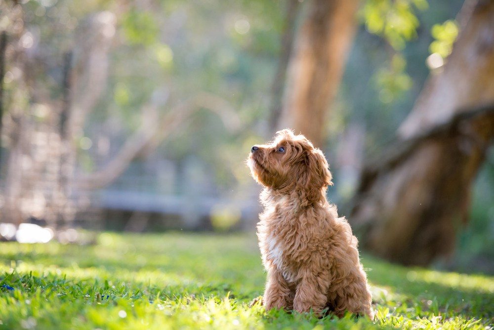 Cavoodle cachorro