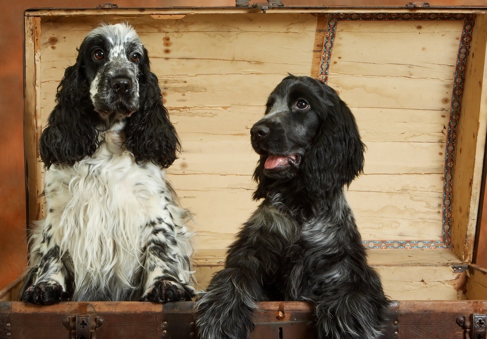 cachorro Cocker Spaniel Inglês