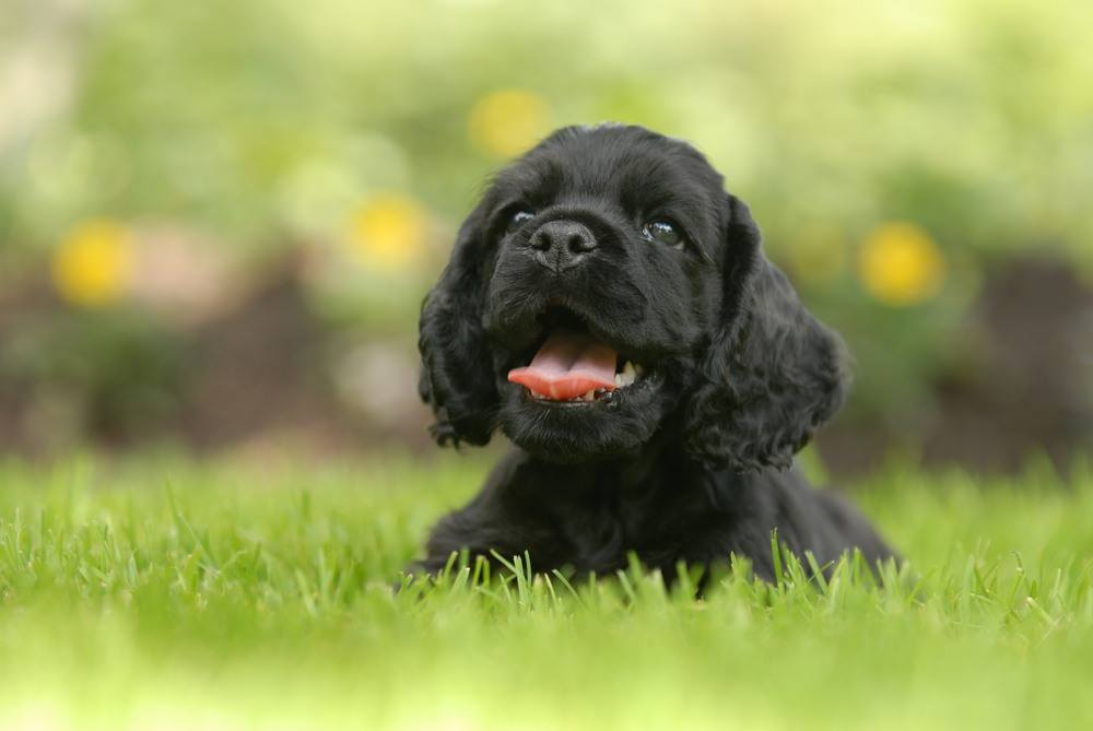 Cocker Spaniel Inglês filhote