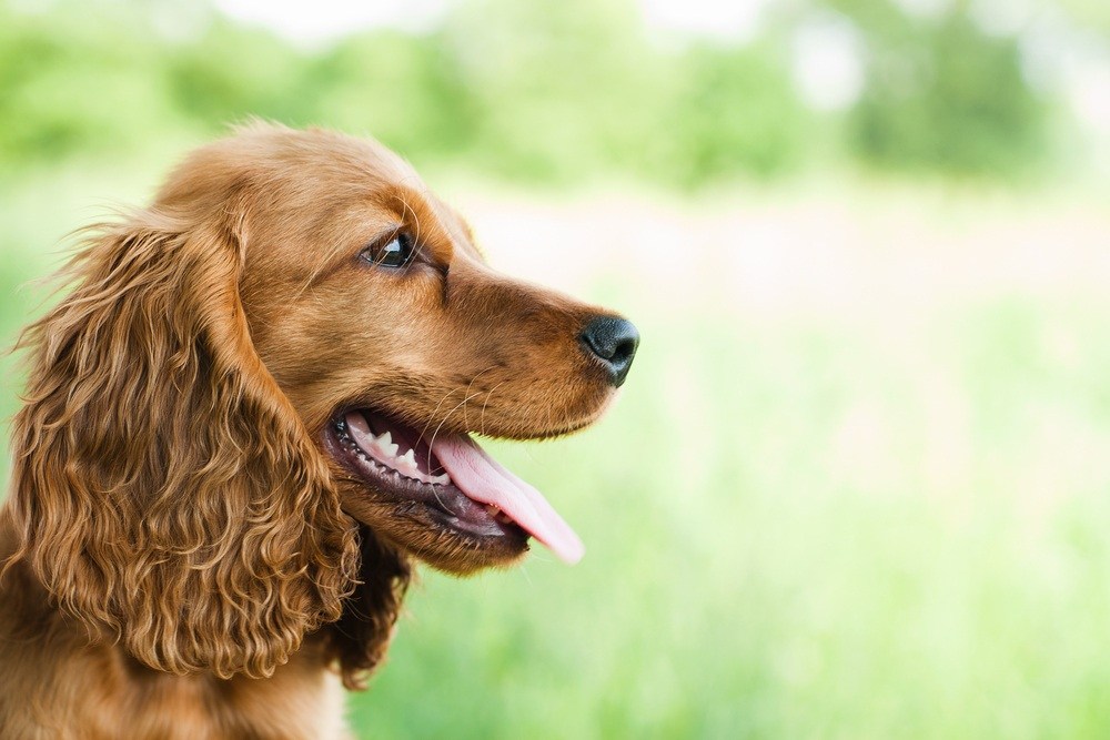 Cocker Spaniel Inglês cão