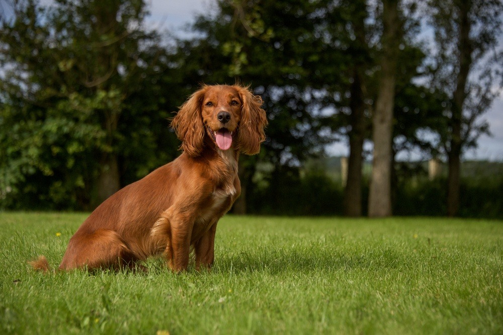 Cocker Spaniel Inglês cachorro