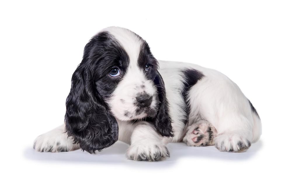 Cocker Spaniel Inglês