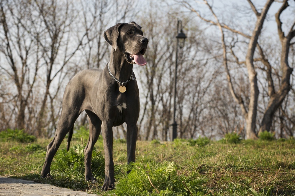 Dogue alemão raça