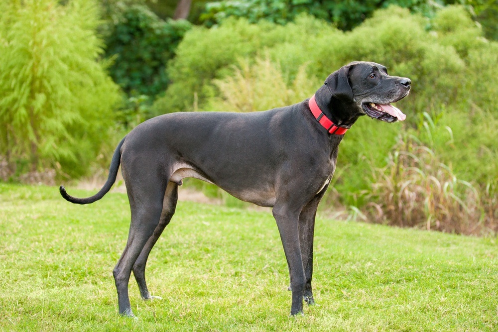 Dogue alemão cachorro