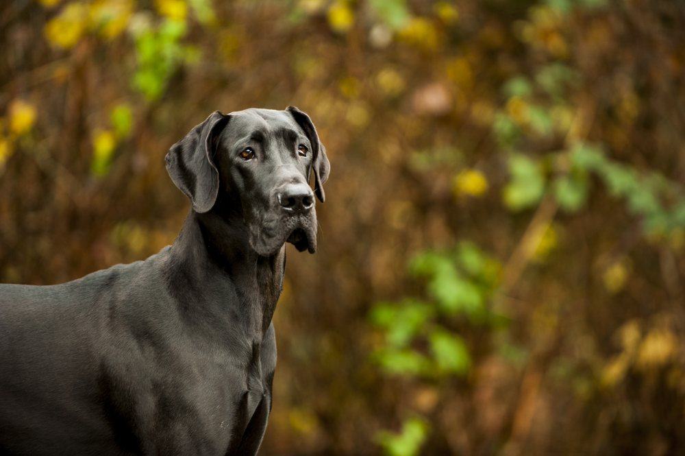 Dogue alemão