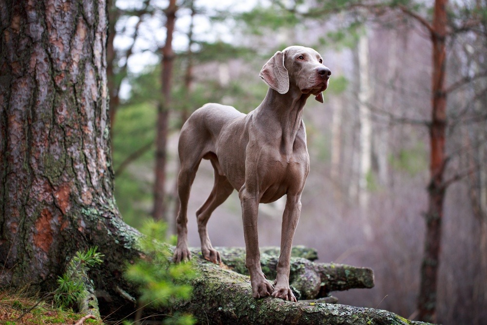 Weimaraner raça