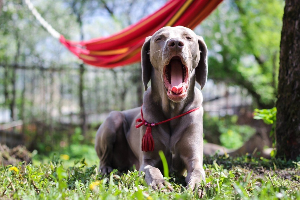 Weimaraner cão