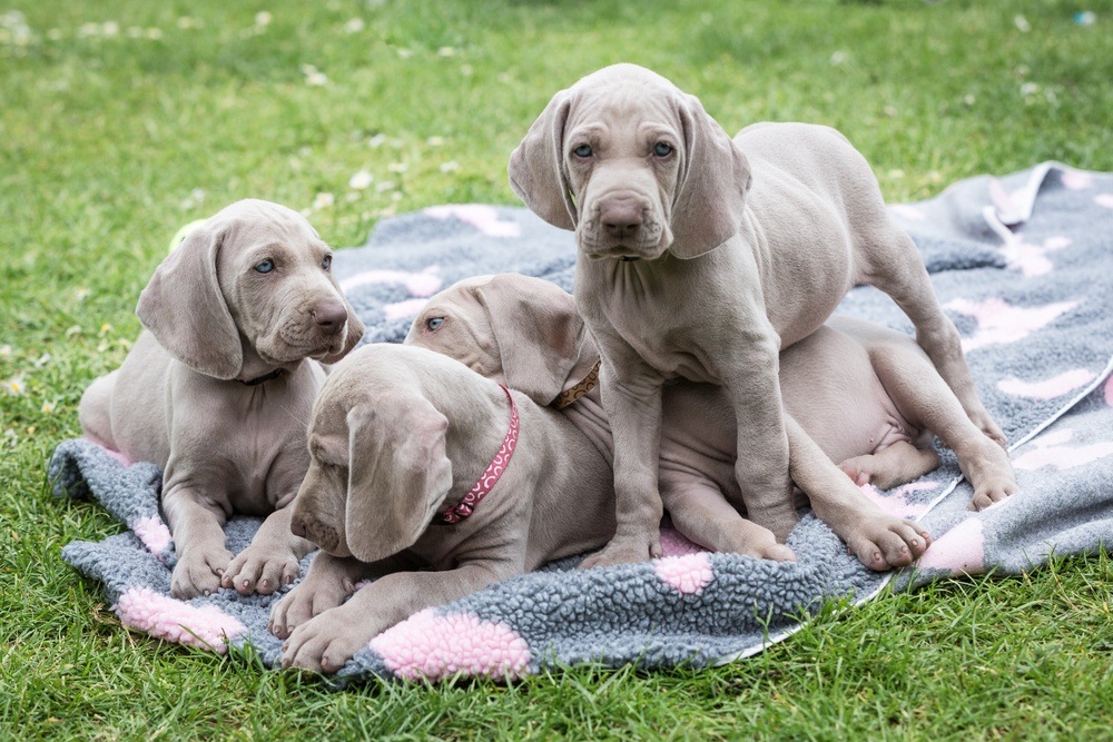 filhote de Weimaraner