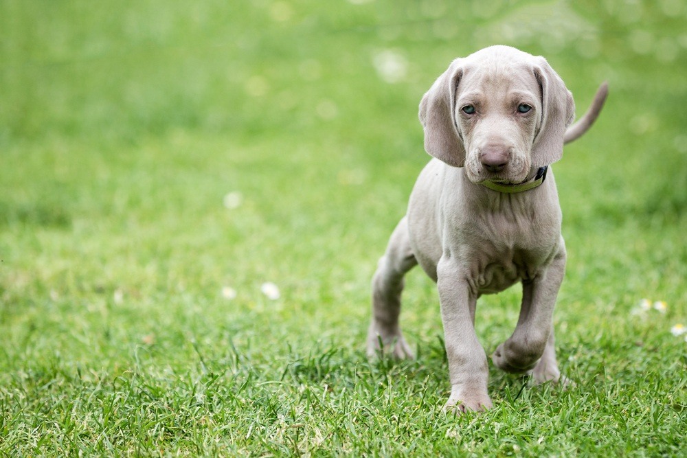 Weimaraner filhote