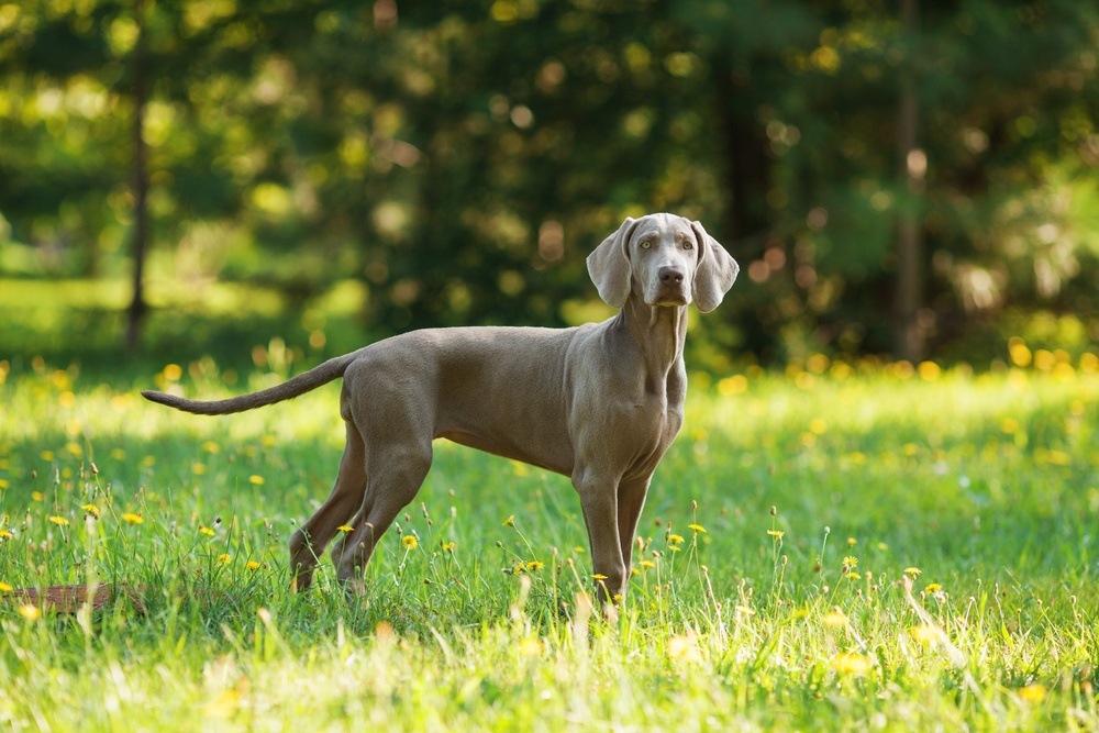 Weimaraner cachorro