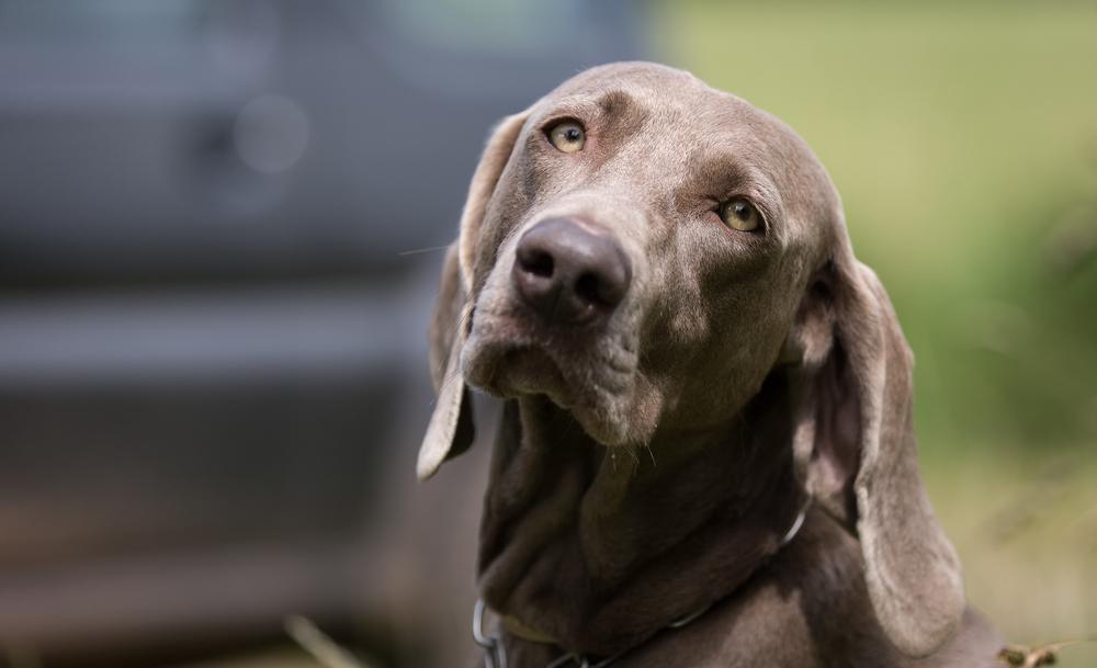 Weimaraner