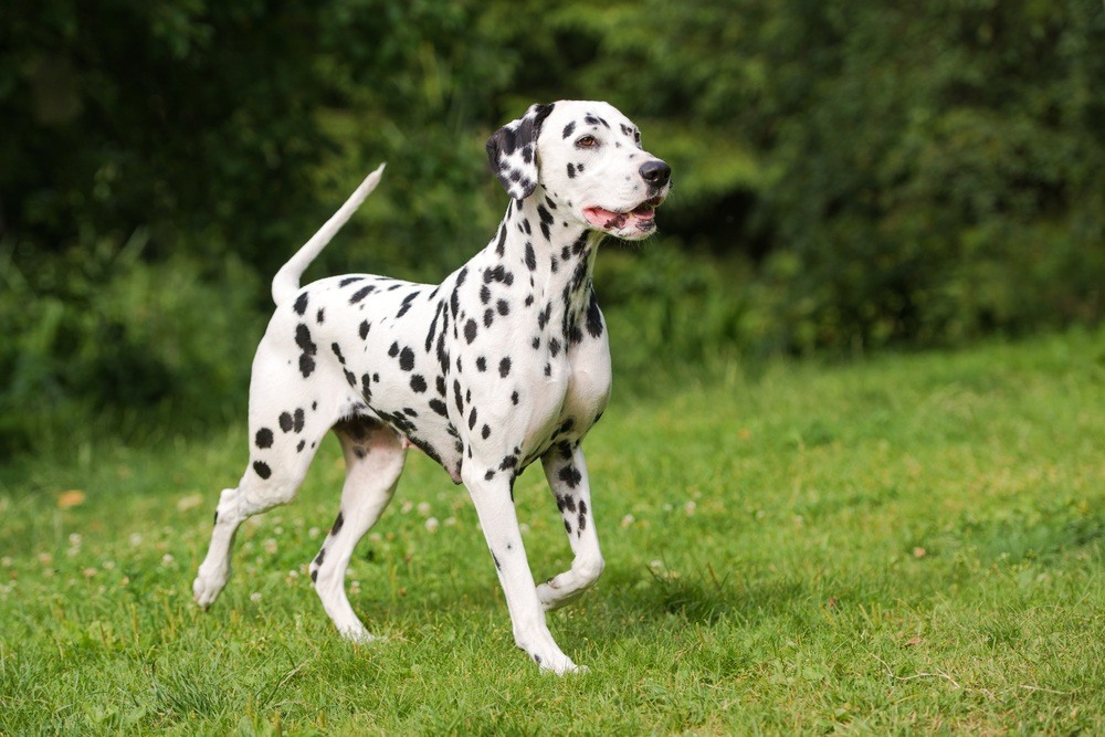  Imagem de cachorro porte grande, raça grande