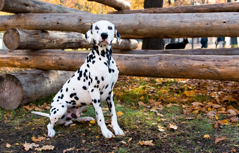 Dálmata cão