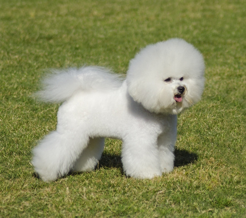 Bichon Frisé raça