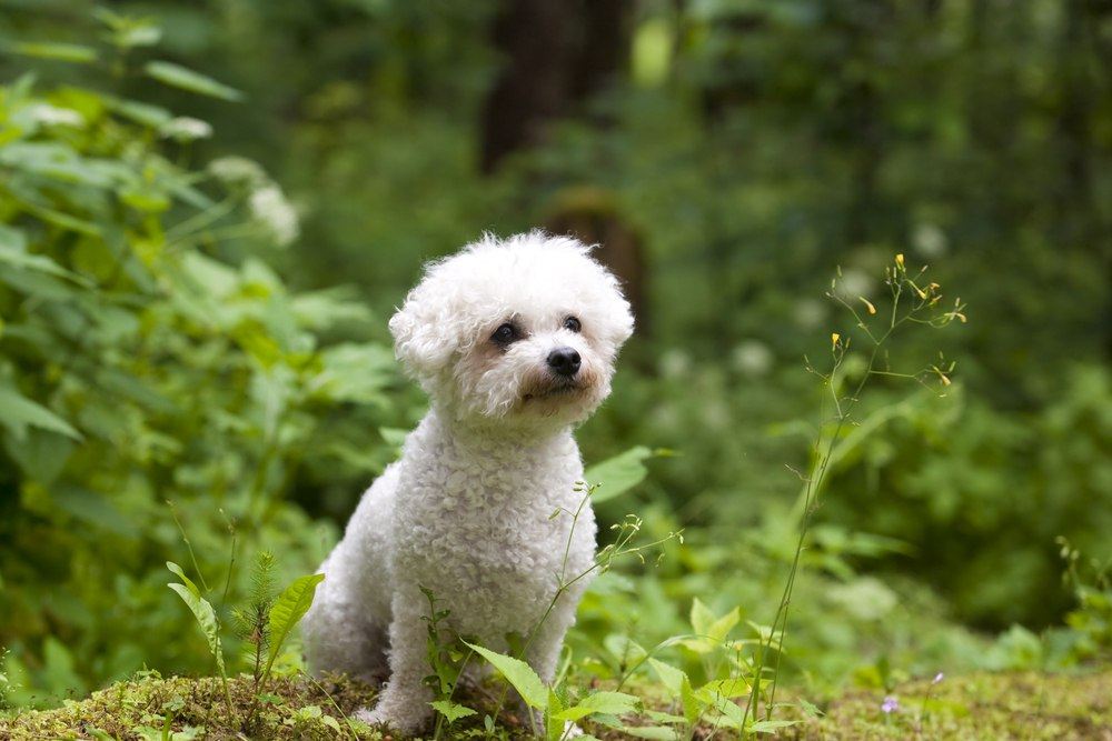 Bichon Frisé cachorro