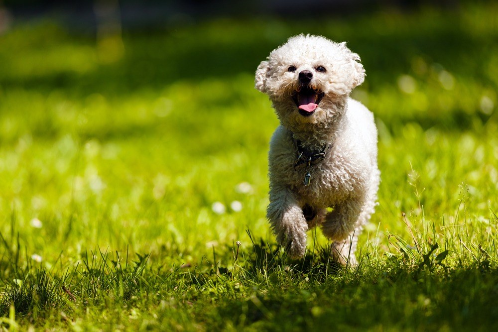 Bichon Frisé correndo