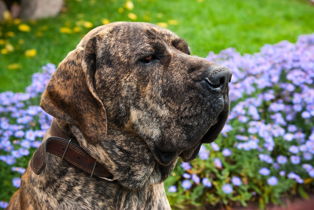 Fila brasileiro raça