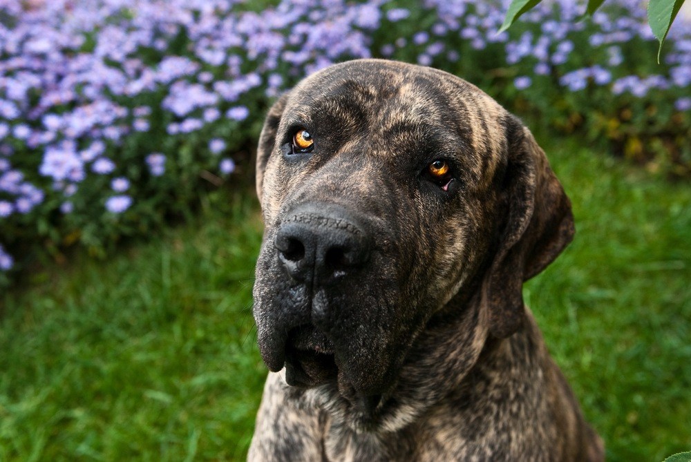 Fila brasileiro cachorro