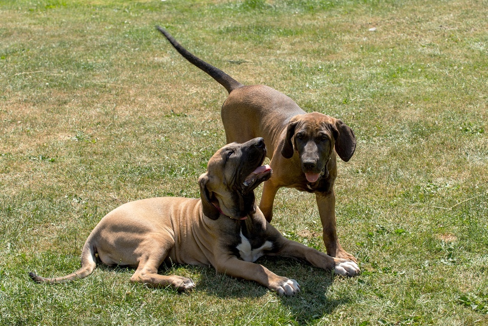 Fila brasileiro cão