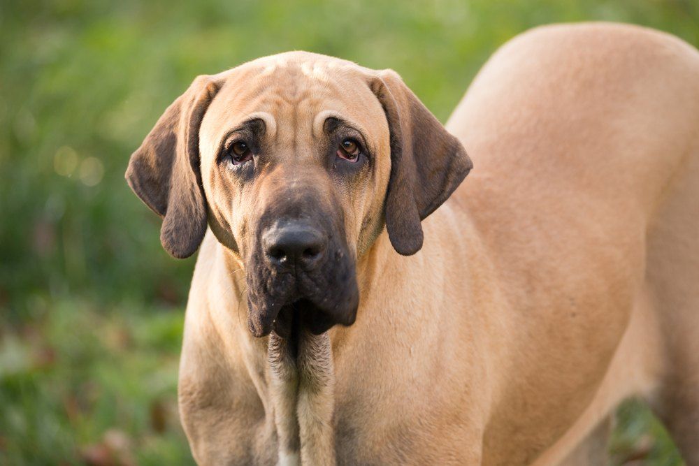 Fila brasileiro